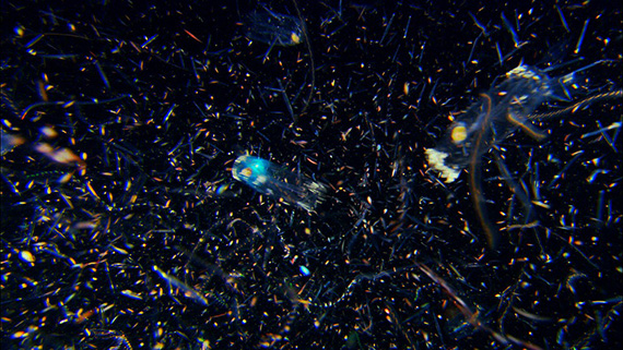 Фитопланктон в море